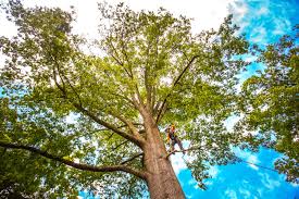 Best Seasonal Cleanup (Spring/Fall)  in Menahga, MN