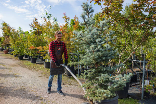 Best Storm Damage Tree Cleanup  in Menahga, MN