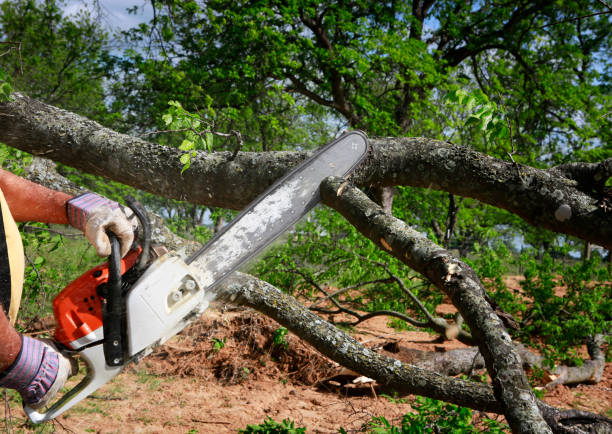 Best Emergency Tree Removal  in Menahga, MN