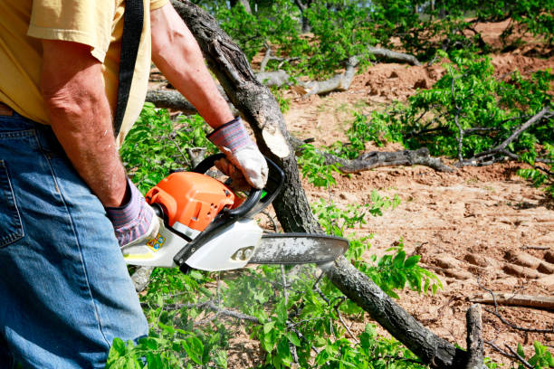 How Our Tree Care Process Works  in  Menahga, MN